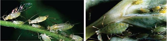 شته نخود(سمت راست) و شته آبی یونجه (سمت چپ)